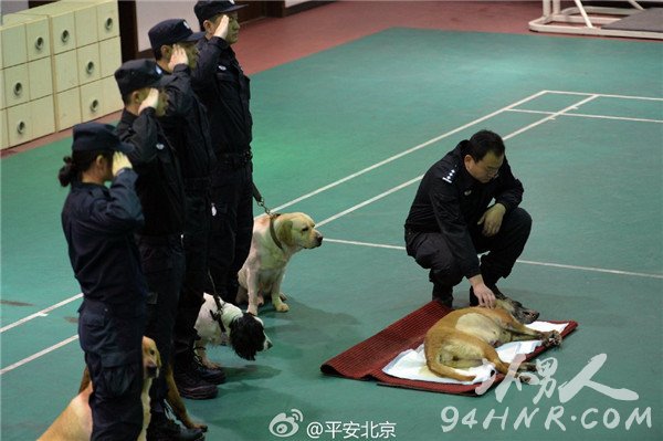 北京战士军犬甜甜因病抢救无效牺牲 功勋警犬甜甜的故事