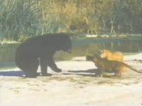 实拍：2只老虎大战黑熊视频！谁能胜利？