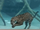 老虎游泳以为自己是鲨鱼 变身温顺小猫萌翻天