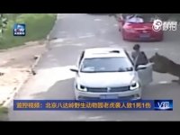 北京八达岭野生动物园老虎吃人视频监控还原