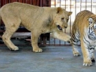 狮子和老虎哪个厉害？韩国动物园狮虎大战 狮子被咬死