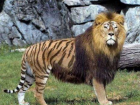世界最大的猫科动物 狮虎兽是狮子和老虎的两倍大