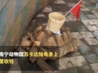 苏卡达陆龟背被粘竹筐吸引游客投钱 为赚钱昧良心动物园遭投诉