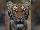 全球出现首例老虎确诊病例 马来西亚虎纳迪娅被无症状员工感染